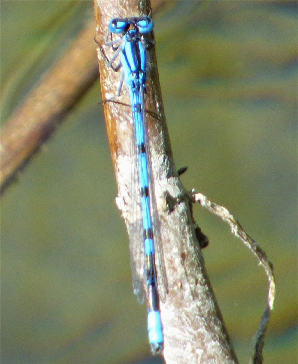 Enallagma cyathigerum